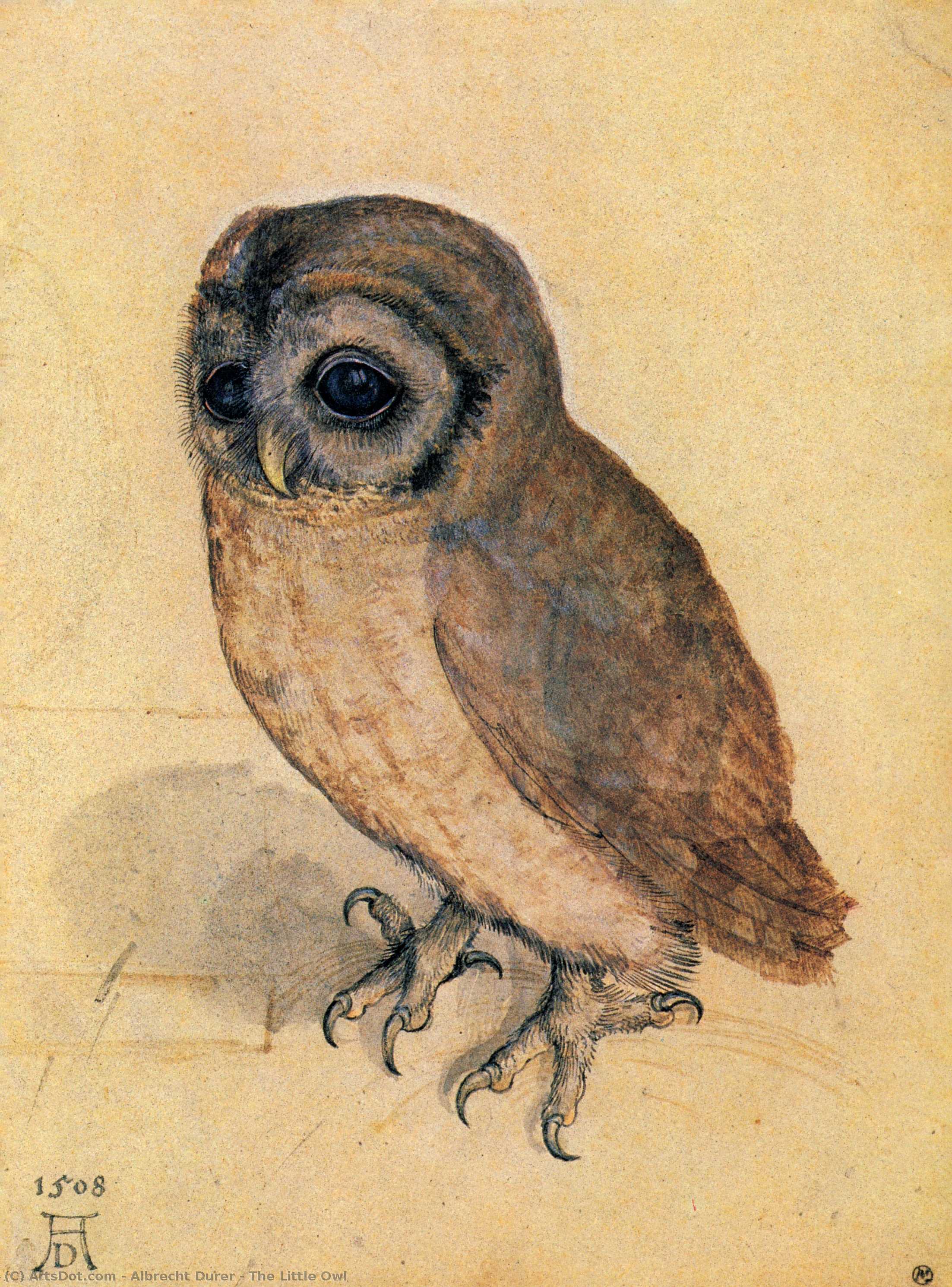 The Little Owl — Albrecht Dürer