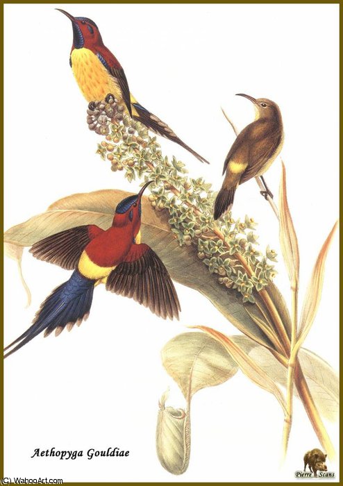 Soui Manga De Mrs Gould — John Gould