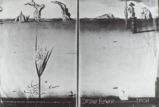 Flower In The Desert — Salvador Dalí