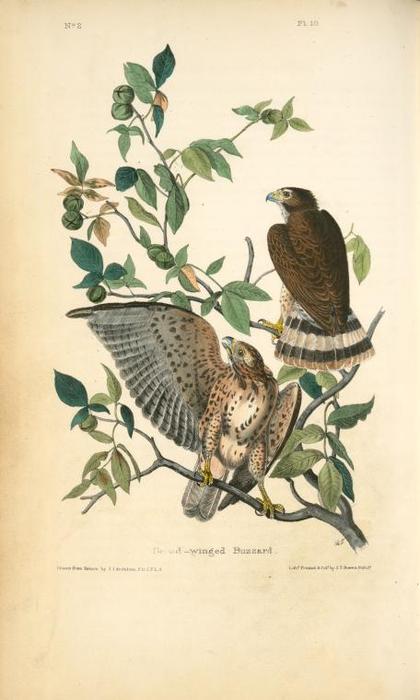 Broad-winged Buzzard — ジョン・ジェームズ・オーデュボン