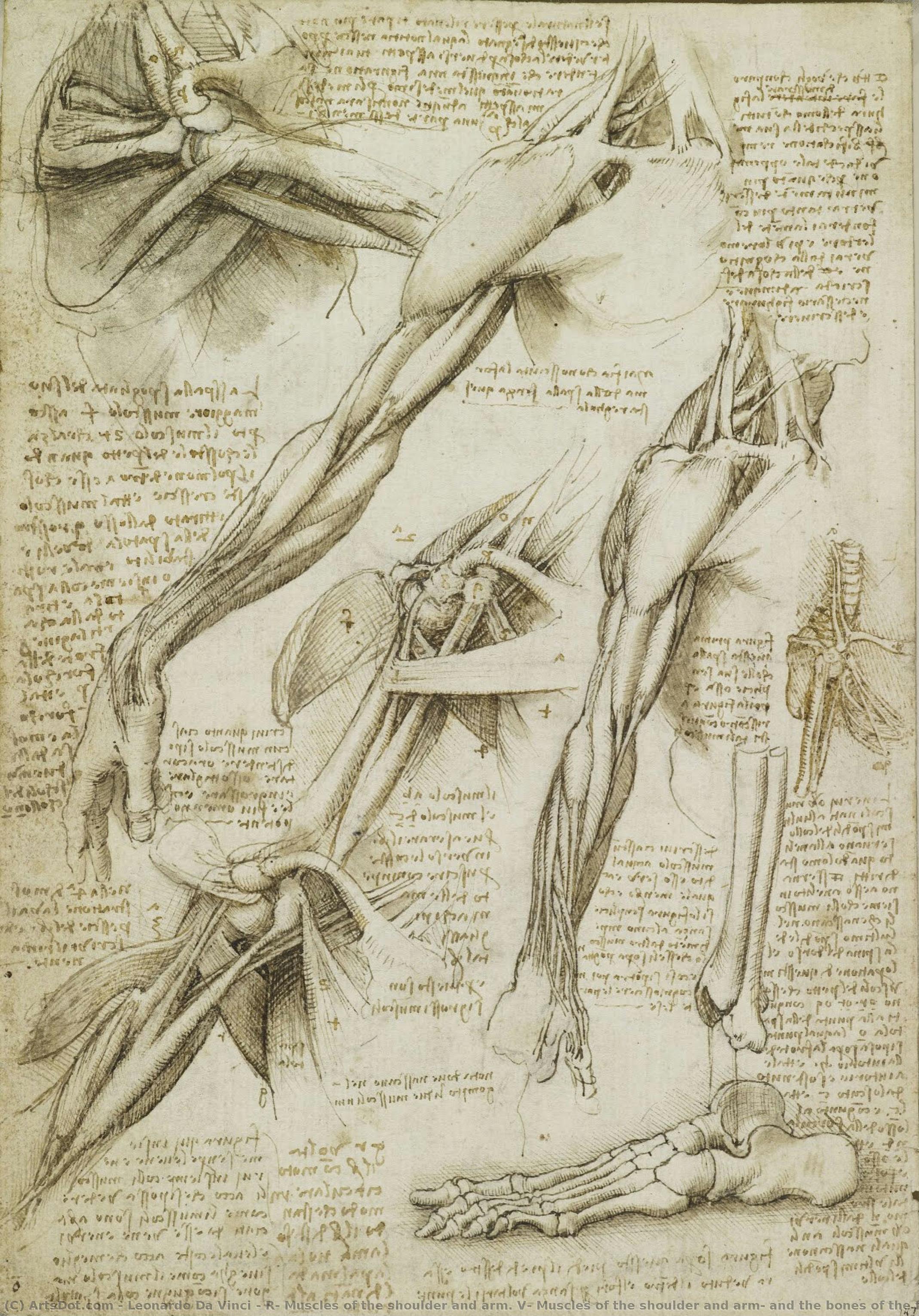 R: Muskeln Des Schulter Und Arm. — Leonardo Da Vinci