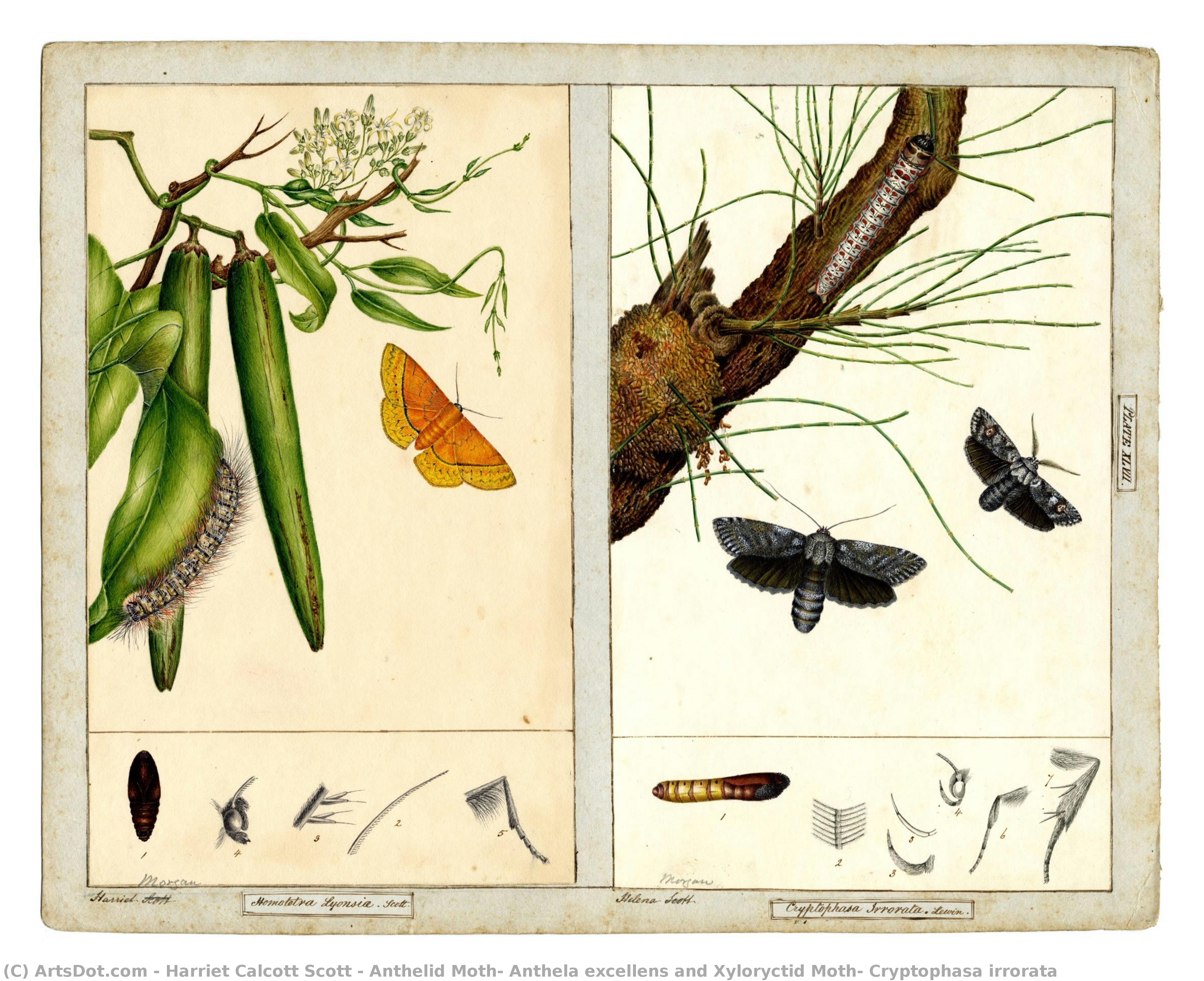 Anthelid Moth, Anthela Excellens And Xyloryctid Moth, Cryptophasa Irrorata — Harriet Calcott Scott