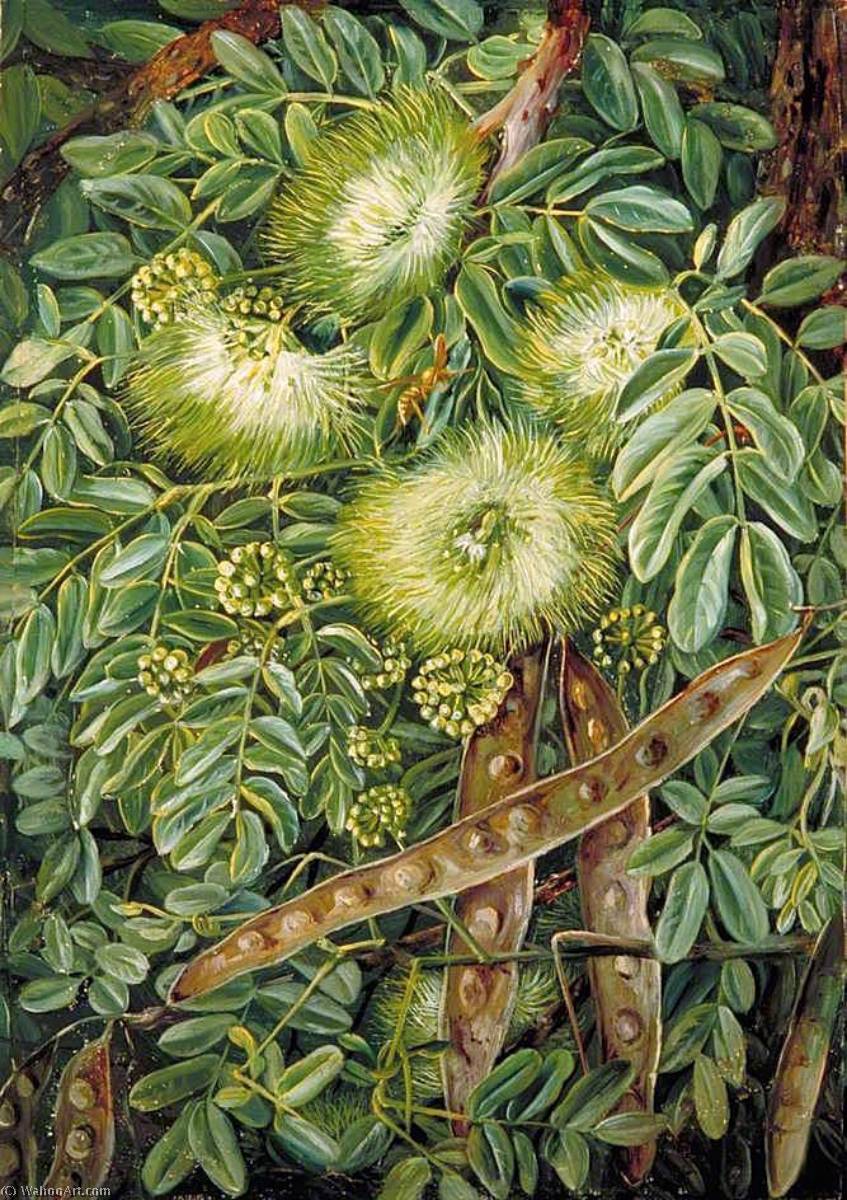 Foliage, Flowers And Seed Vessels Of An Indian Tree — Marianne North