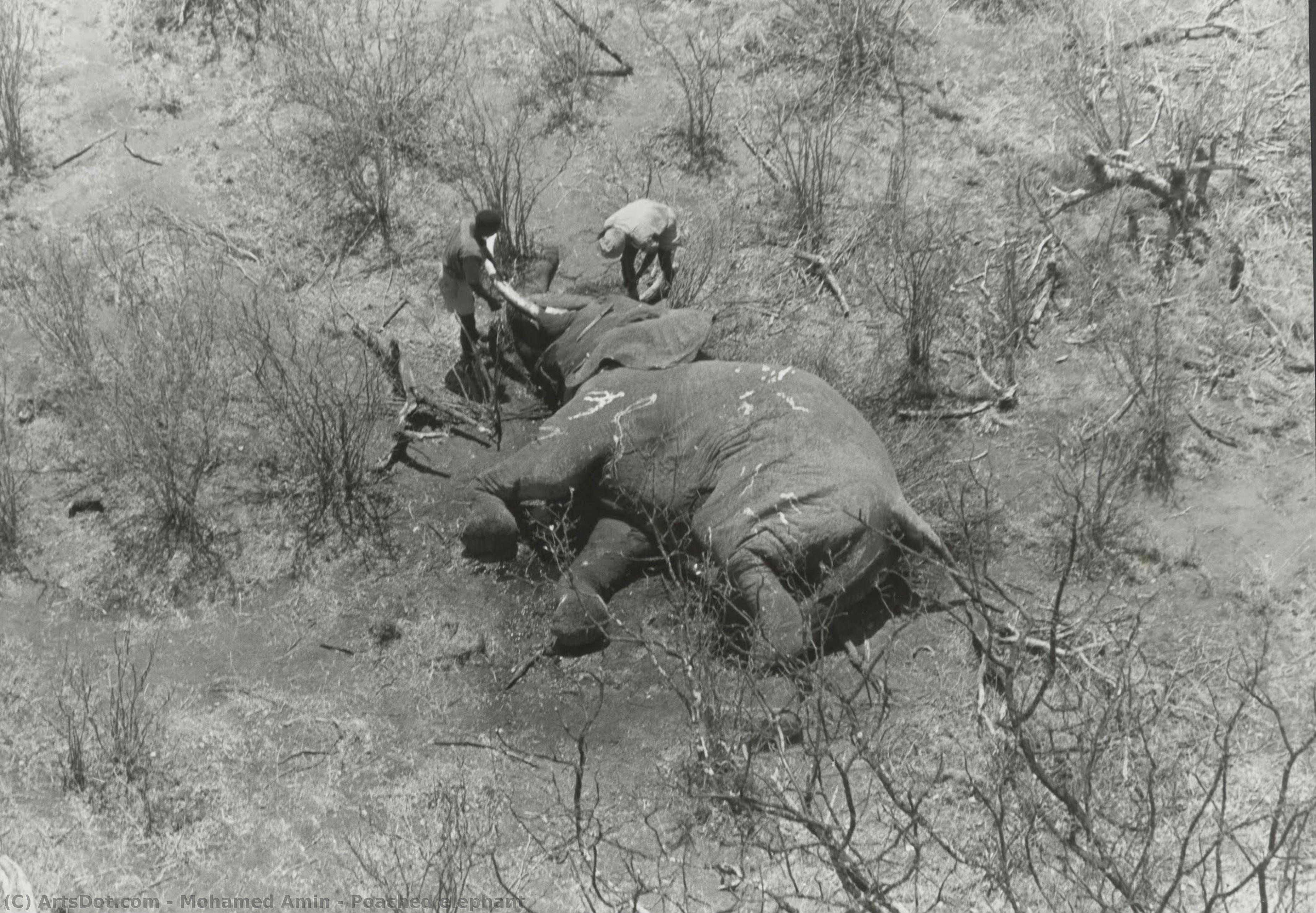 Poached Elephant — Mohamed Amin