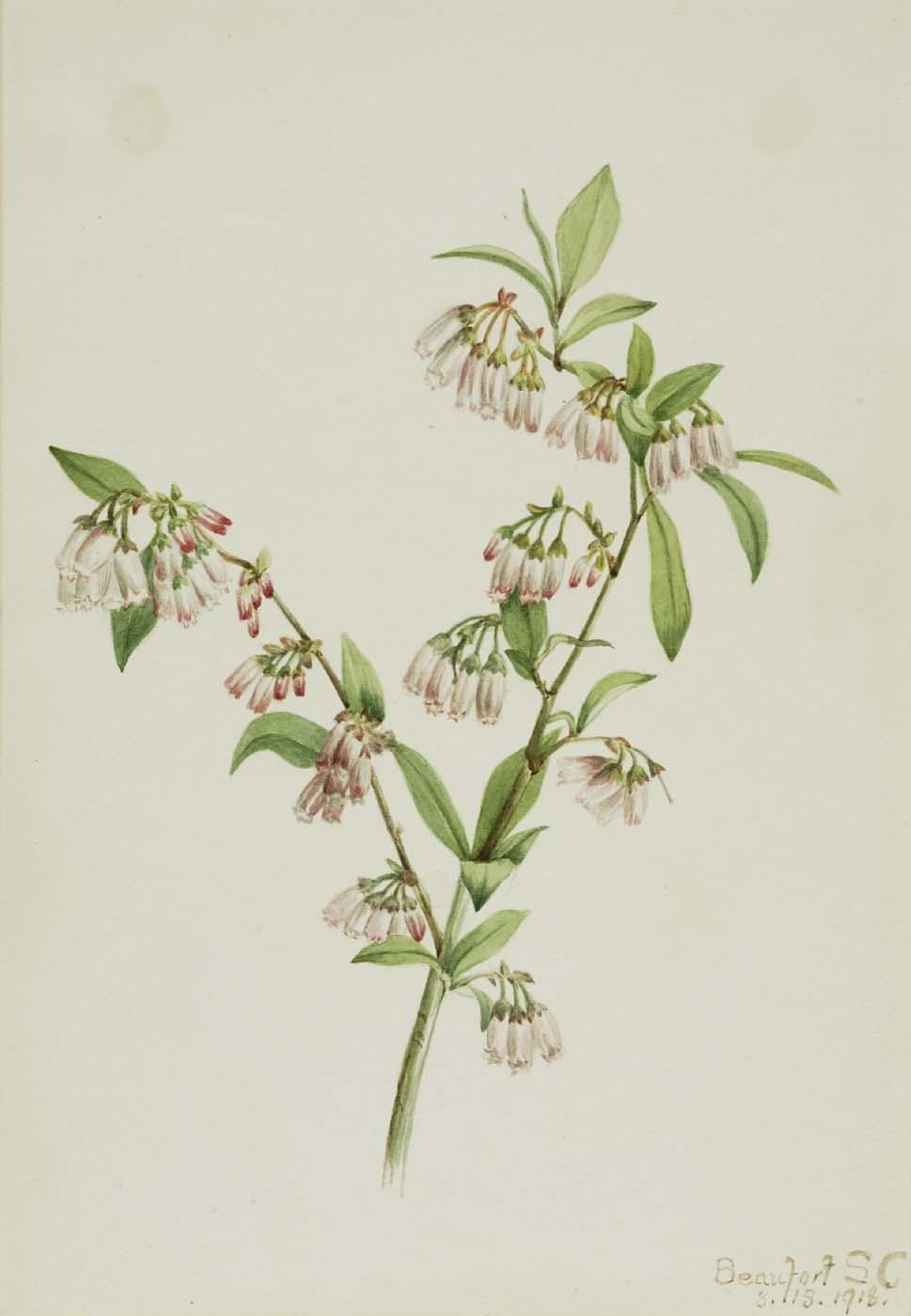 Pineland Blueberry (vaccinium Tenellum) — Mary Vaux Walcott