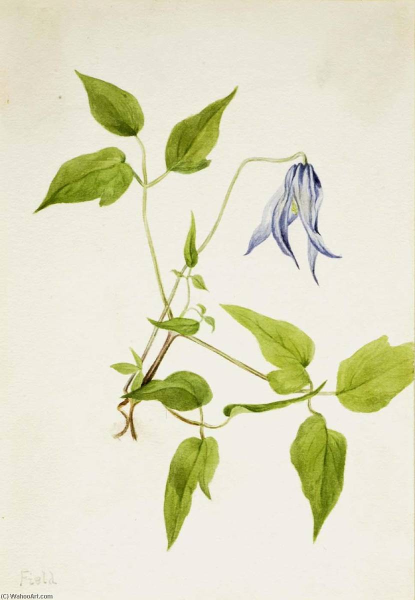 Columbia Clematis (clematis Columbiana) — Mary Vaux Walcott