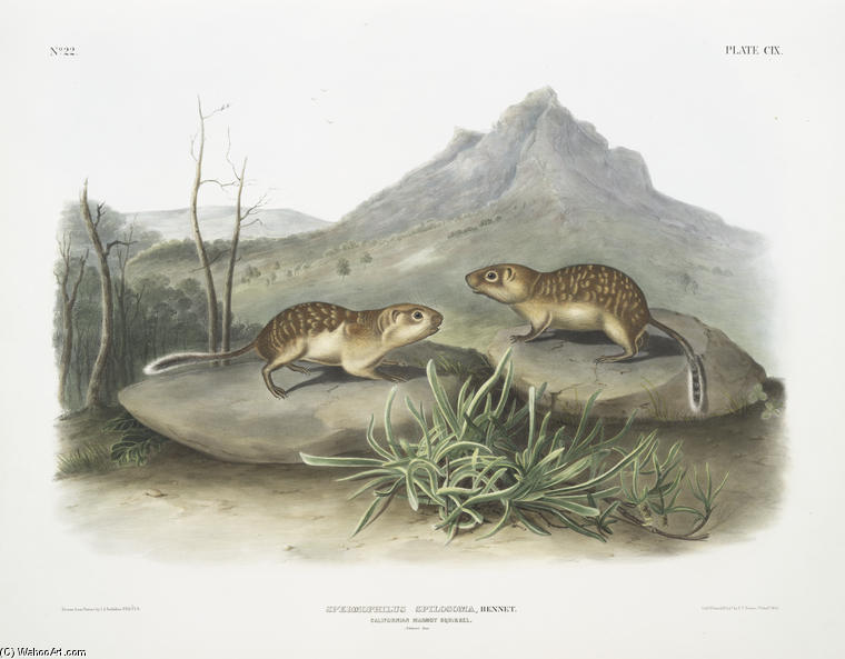 Spermophilus Spilosoma, California Marmot Squirrel. Natural Size — John James Audubon