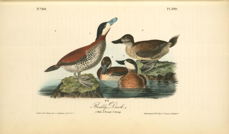 Ruddy Duck. 1. Male. 2. Female. 3. Young — John James Audubon