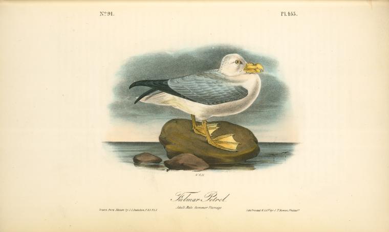 Fulmar Petrel. Adult Male Summer Plumage — John James Audubon