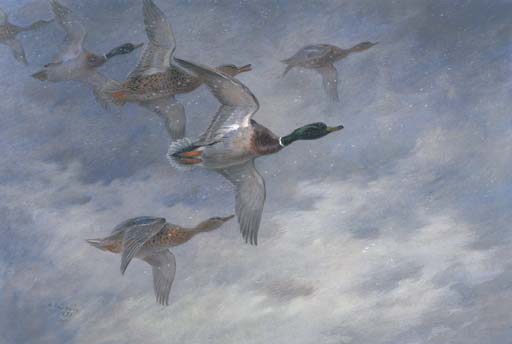 Mallard In Flight 1 — Archibald Thorburn