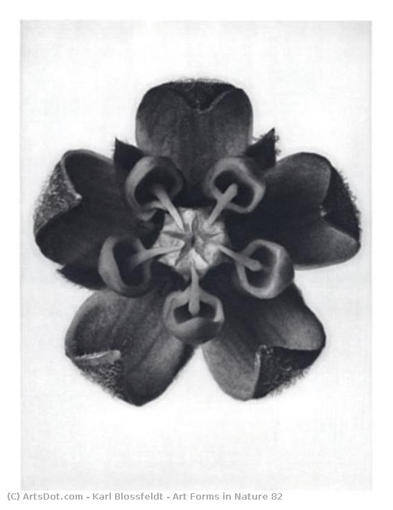Art Forms In Nature 82 — Karl Blossfeldt