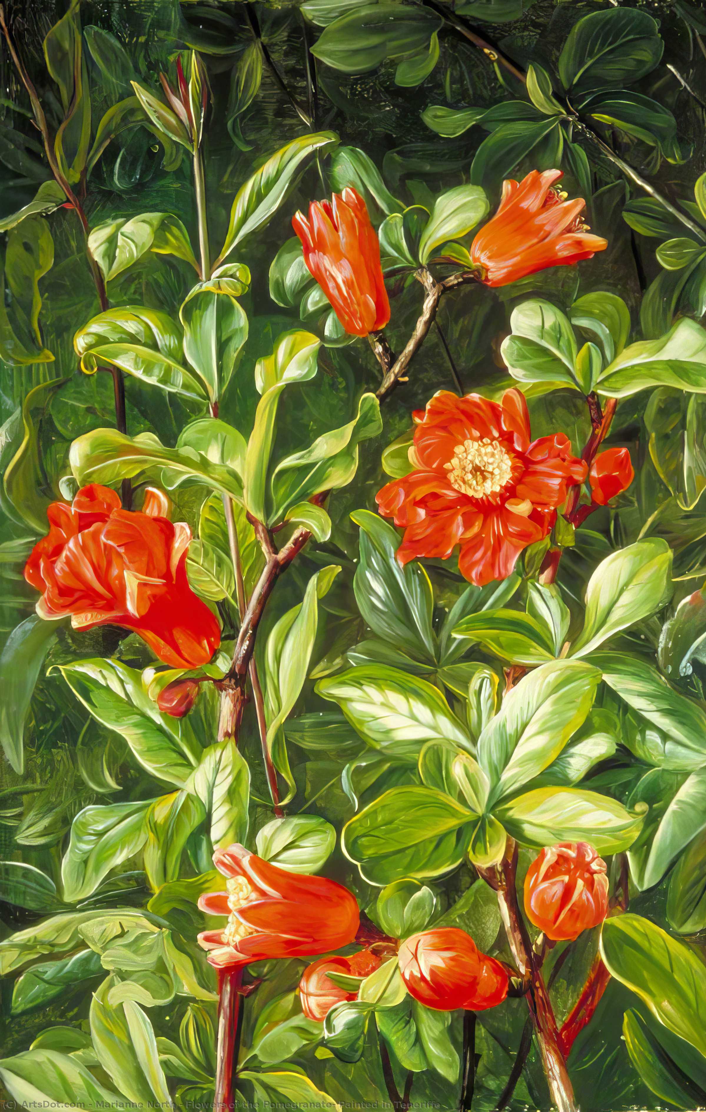 Granatapfelblüten, Gemalt Auf Teneriffa — Marianne North