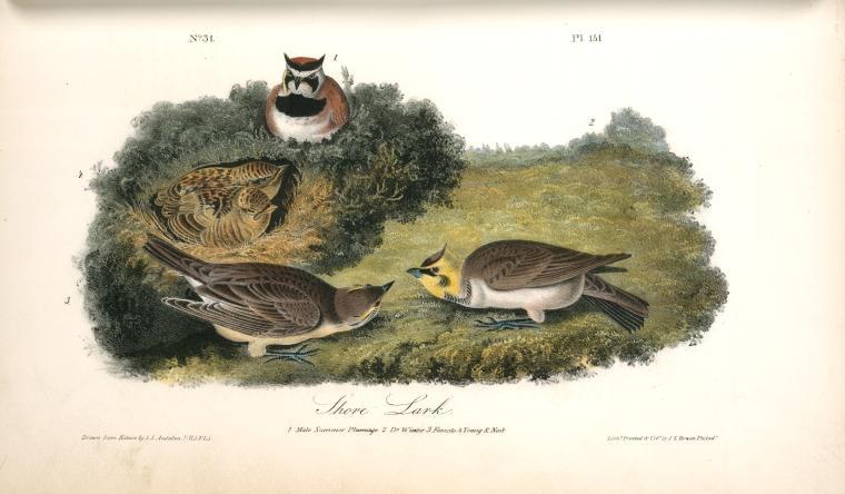 Shore Lark. 1. Male, Summer Plumage. 2. D-o Winter. 3. Female. 4. Young ^ Nest — John James Audubon