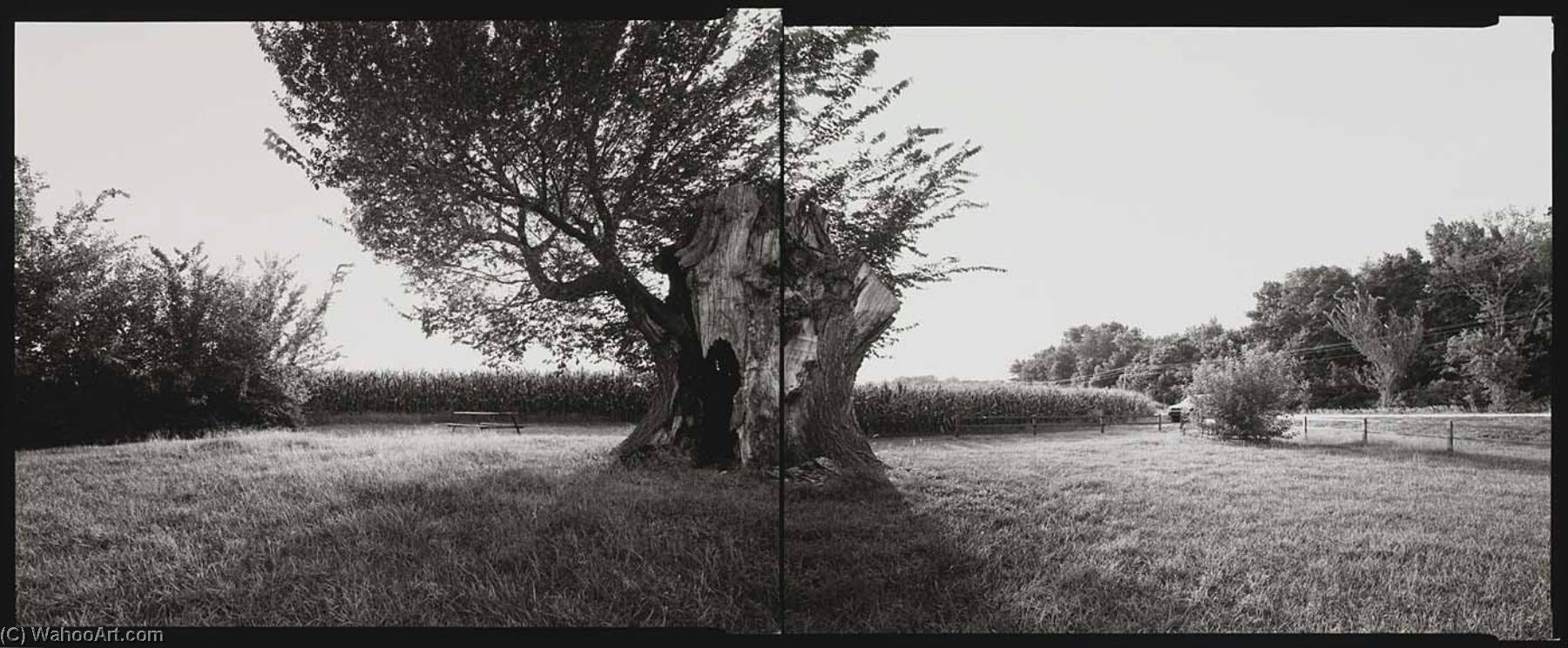 Former National Champion American Elm, Kansas, 2001 — Barbara Bosworth
