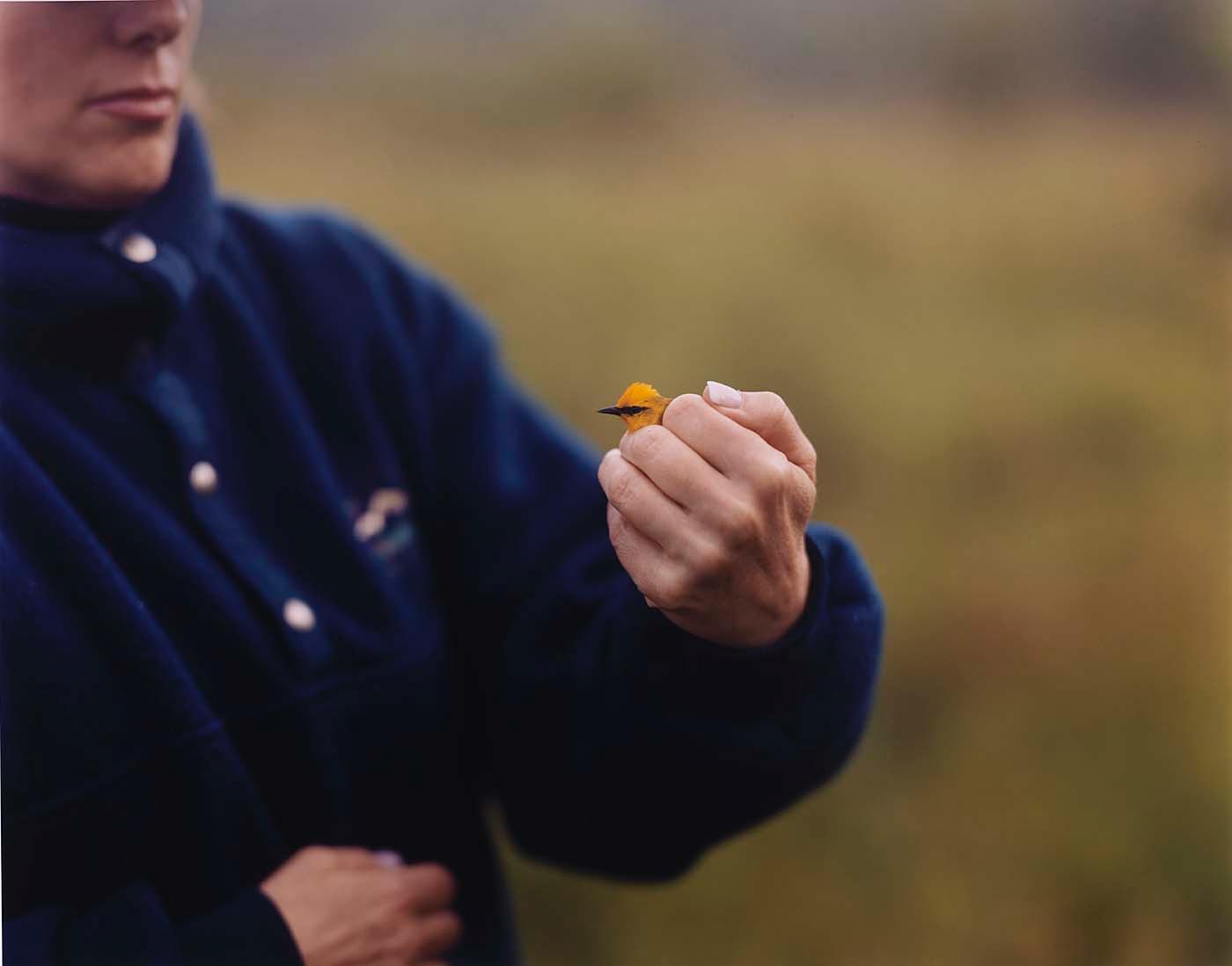 Blue Winged Warbler — Barbara Bosworth