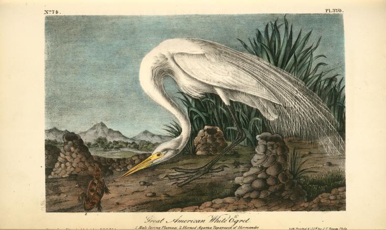 Great American White Egret. 1. Male Spring Plumage. 2. Horned Agama Tarayaxin Of Hermandez — John James Audubon
