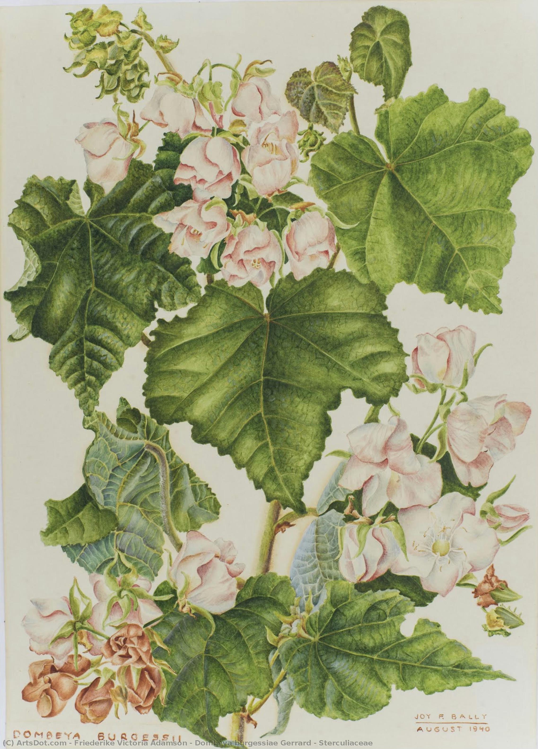 Dombeya Burgessiae Gerrard - Sterculiaceae — Friederike Victoria Adamson