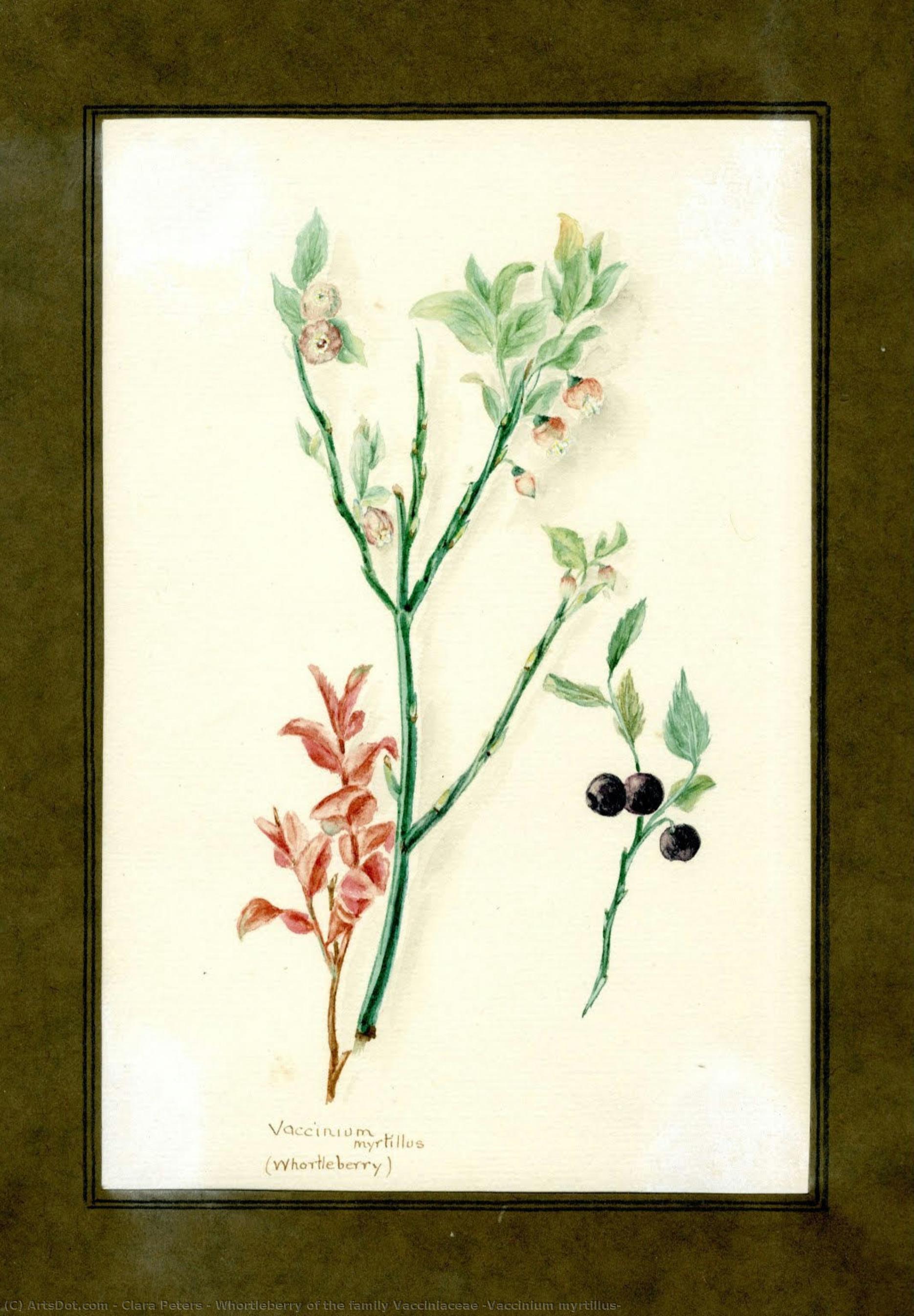 Whortleberry Of The Family Vacciniaceae (vaccinium Myrtillus) — Clara Peters