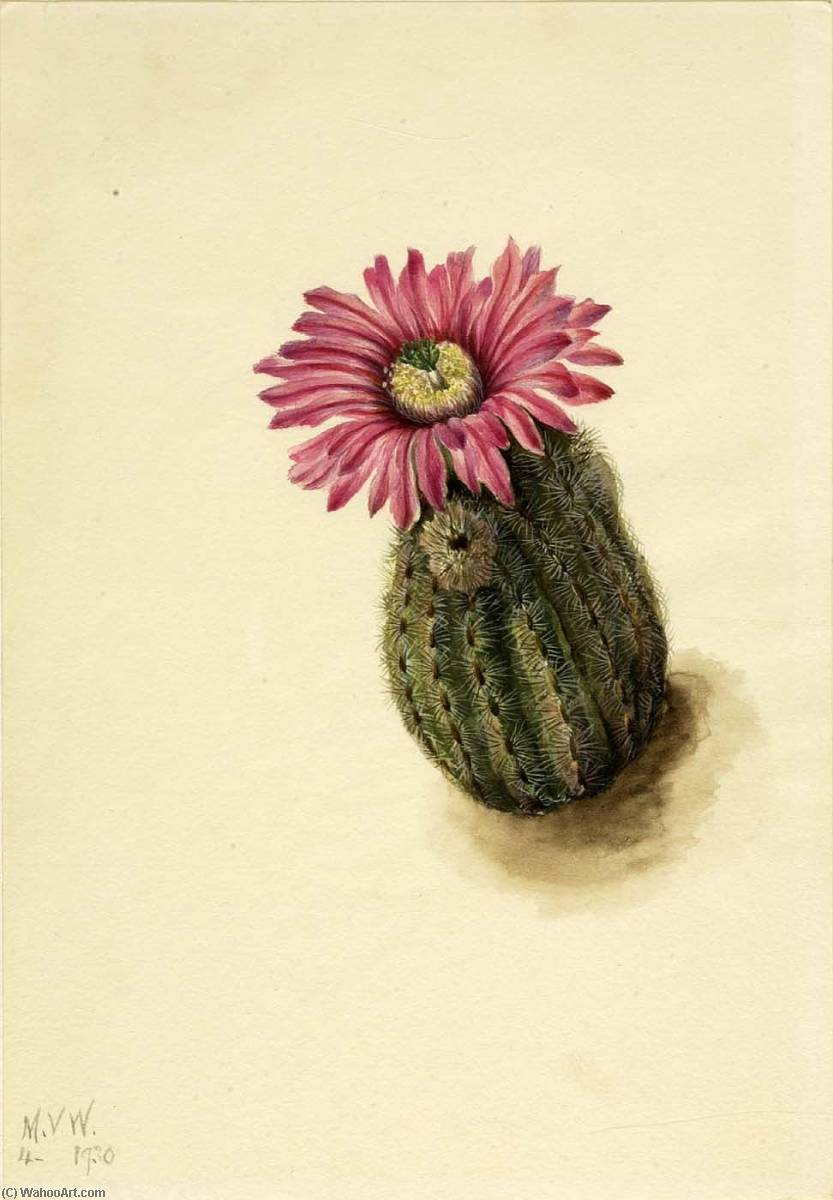 Turkeyhead Cactus (echinocerus Perbellus) — Mary Morris Vaux Walcott