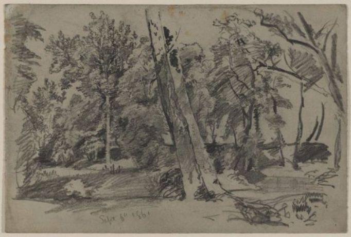 Trees In The Woods — William Trost Richards