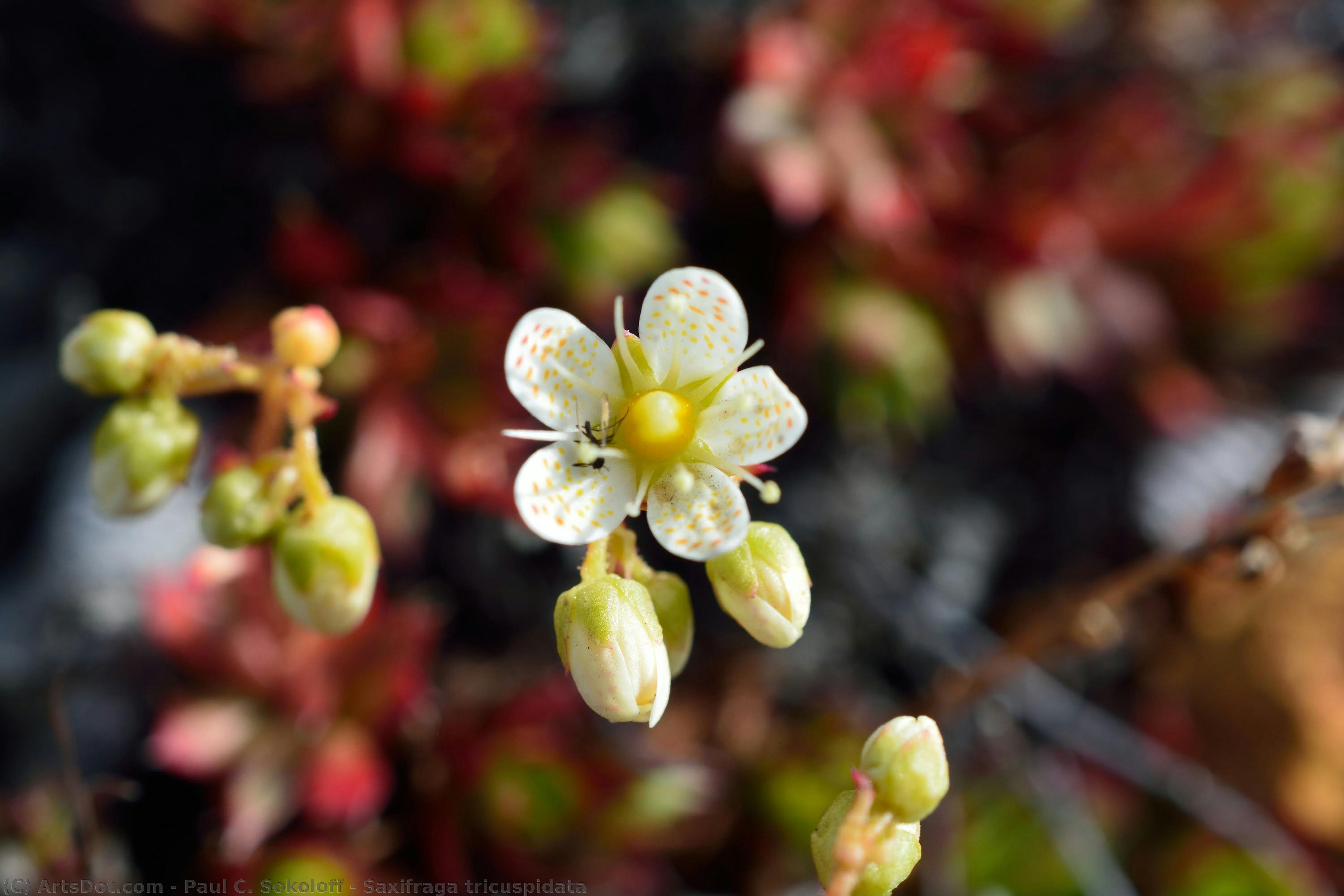 Saxifraga Tricuspidata — Paul C. Sokoloff