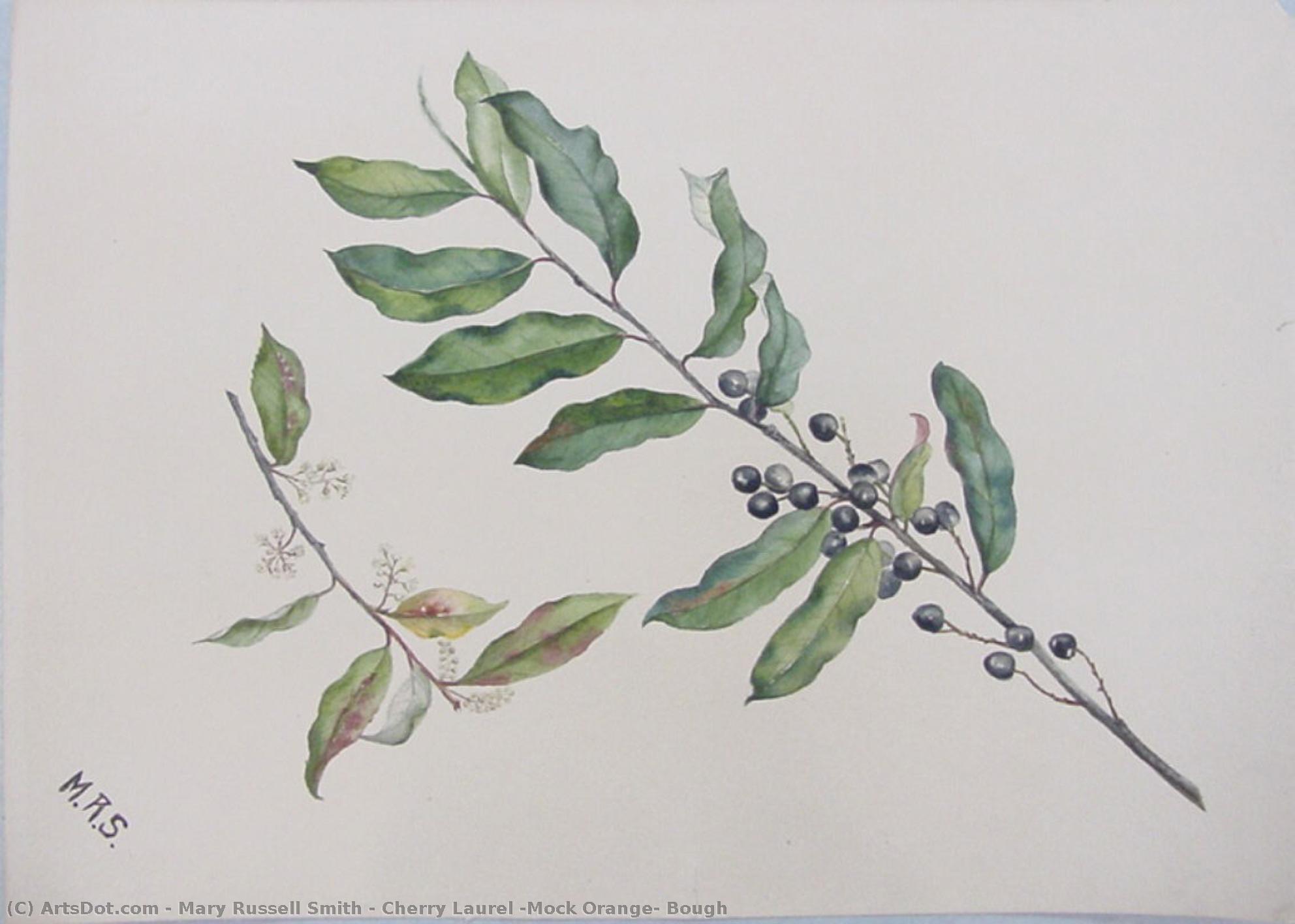 Cherry Laurel (mock Orange) Bough — Mary Russell Smith