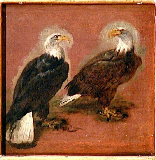 Deux Pygargues Oiseaux À Tête Blanche, Ou Vautours (ancien Titre) — Boel Pieter (boule)