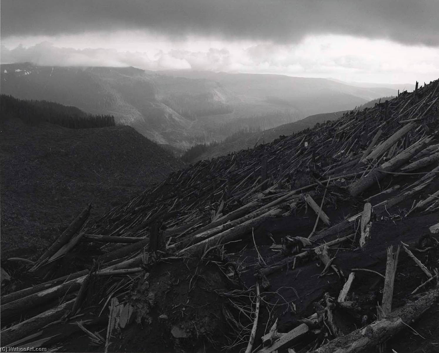 Looking Sw Across Blowdown Toward Valley Of South Toutle River, 8 Miles Nw Of Mount St. Helens, Washington, 1982 — Frank Gohlke