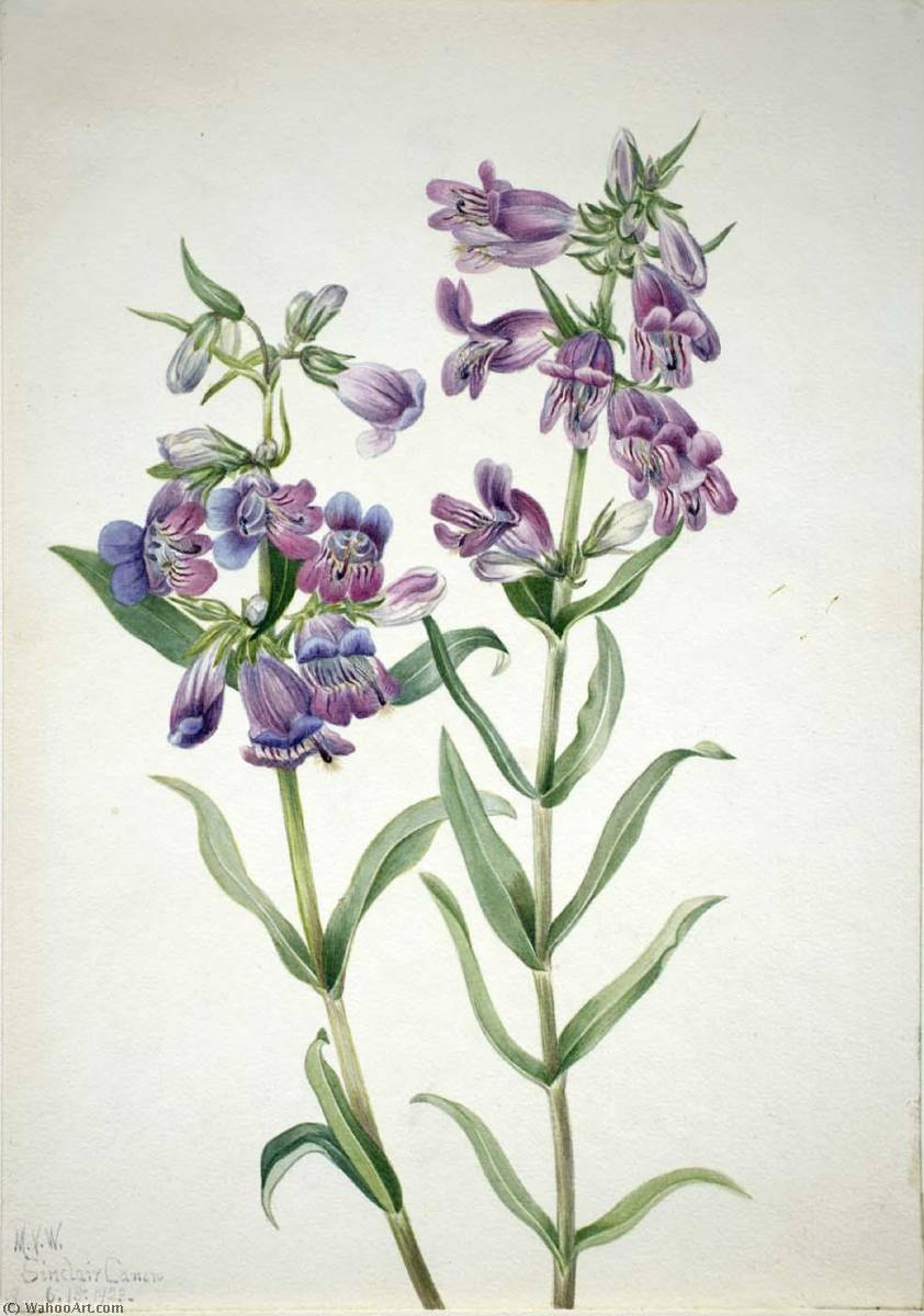 Prairie Pentstemon (pentstemon Erianthera) — Mary Vaux Walcott