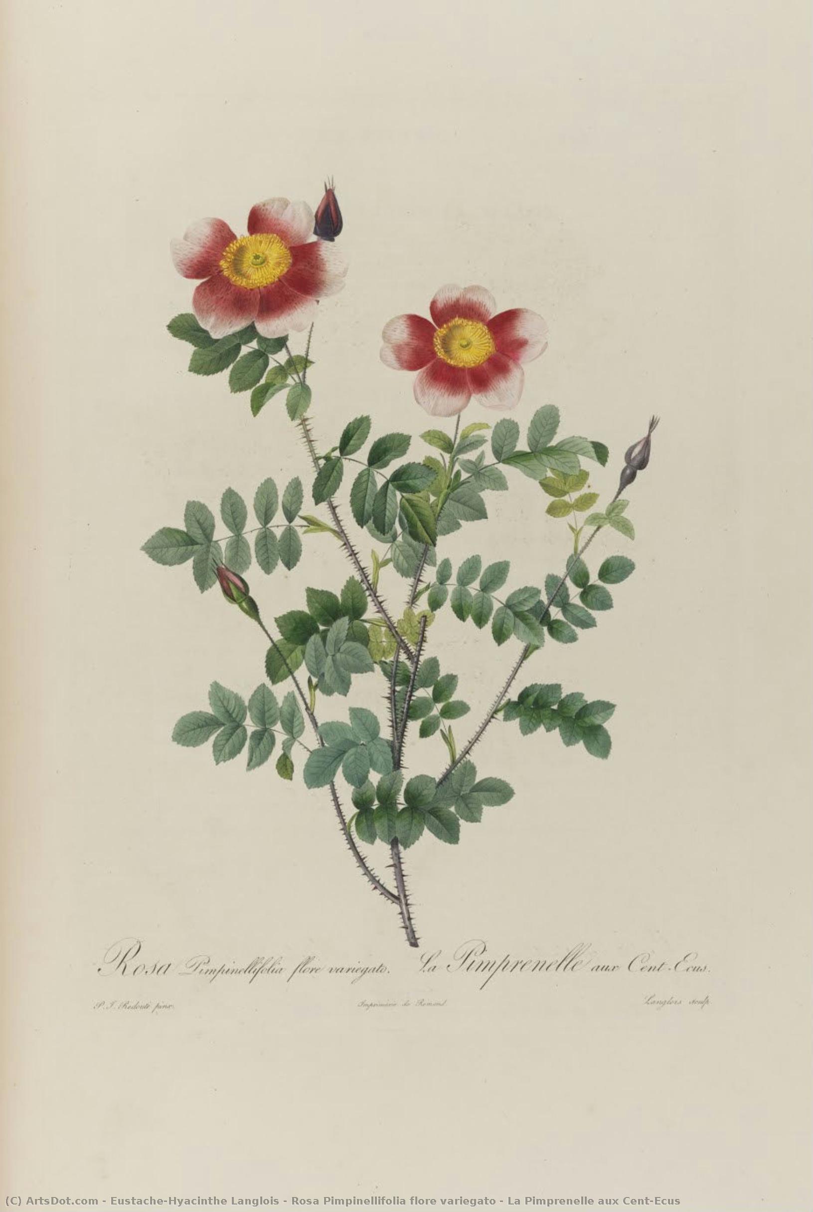 Rosa Pimpinellifolia Flore Variegato | La Pimprenelle Aux Cent-ecus — Eustache-hyacinthe Langlois