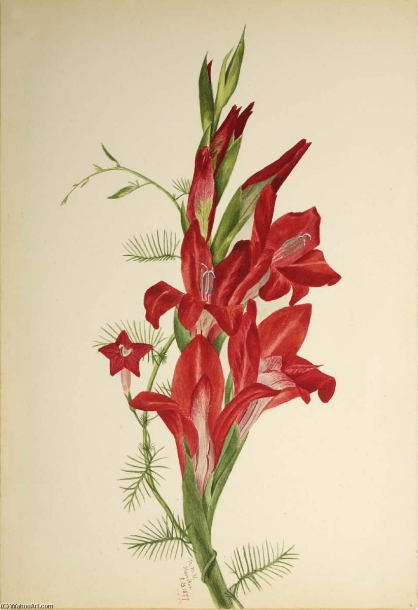 Cannas And Cypress Vine (canna Species And Ipomoea Quamoclit) — Мери Вокс Волкотт