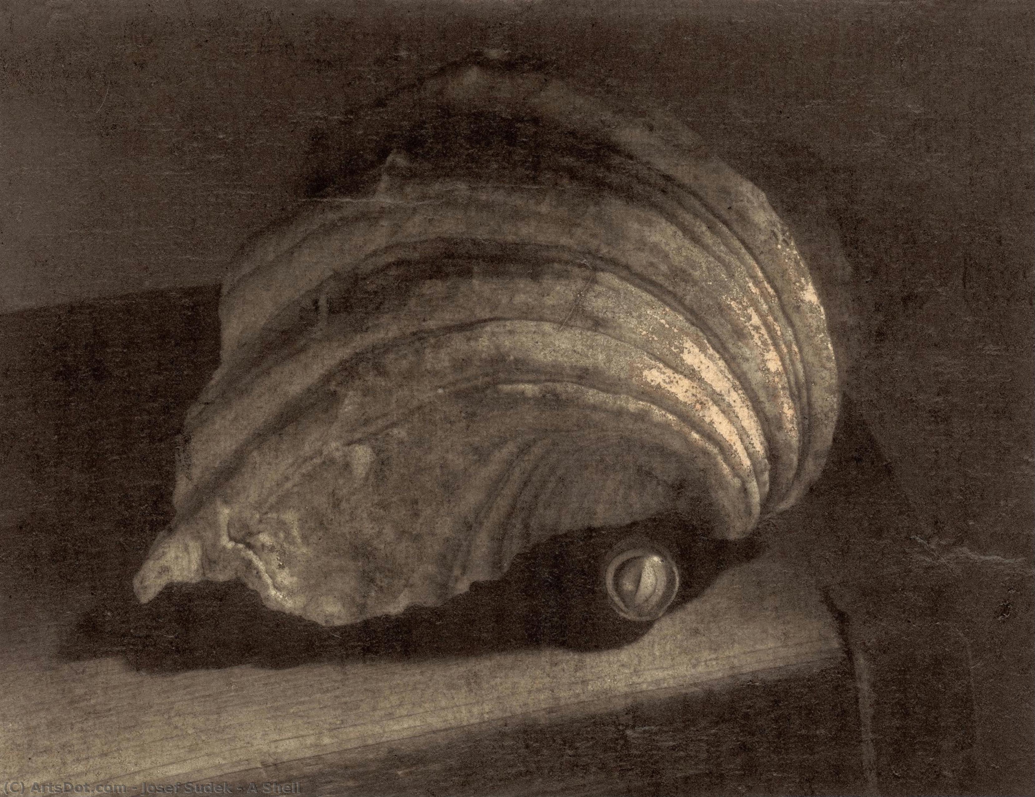 A Shell — Josef Sudek