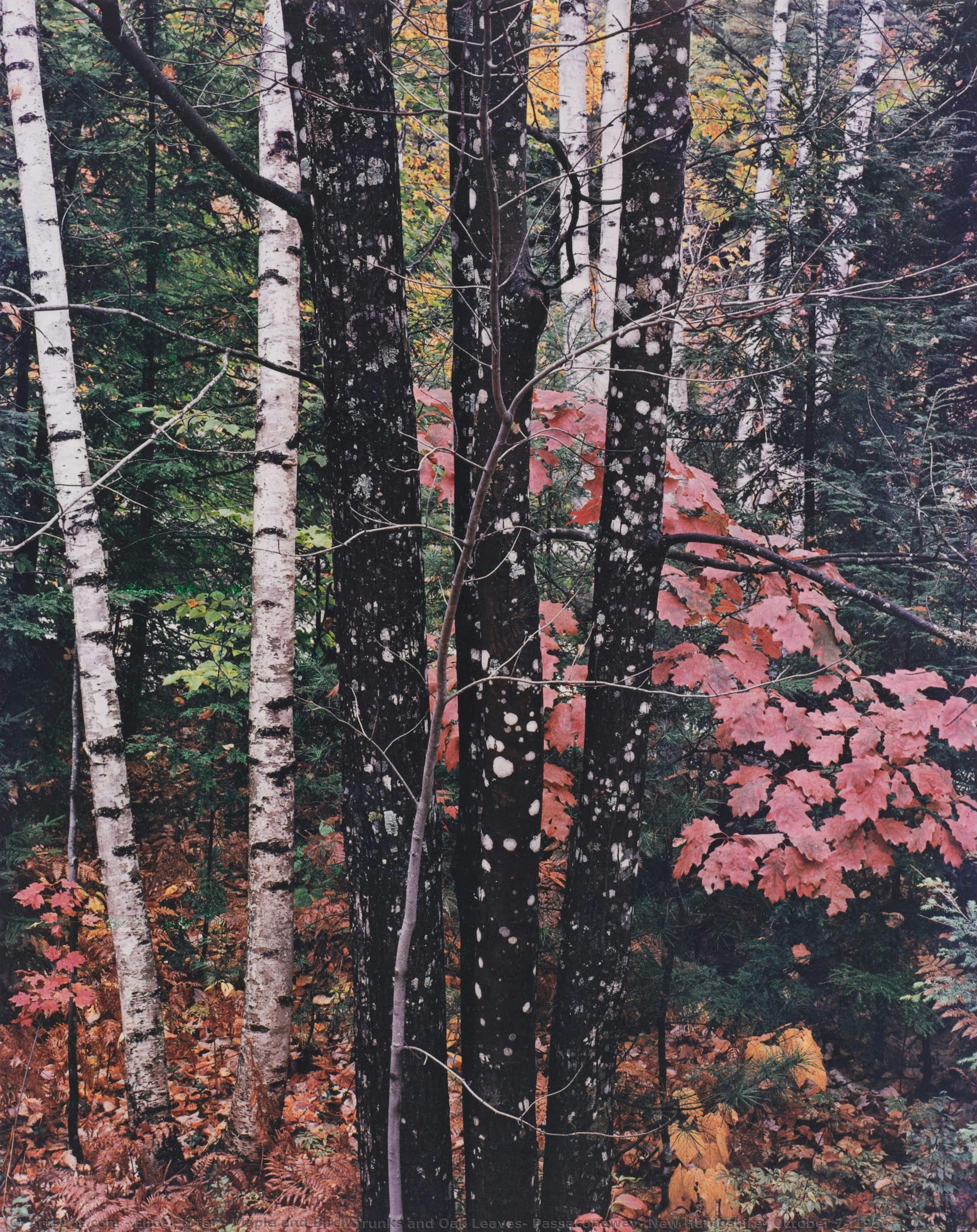 Maple And Birch Trunks And Oak Leaves, Passaconaway, New Hampshire, October 7, 1956 — エリオット・ポーター