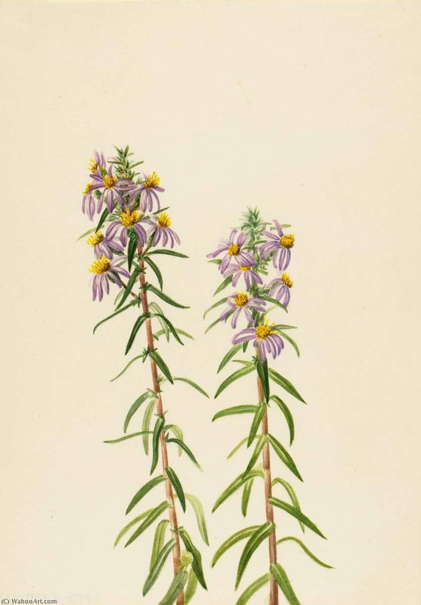 Aster (aster Hirariifolius) — Mary Vaux Walcott