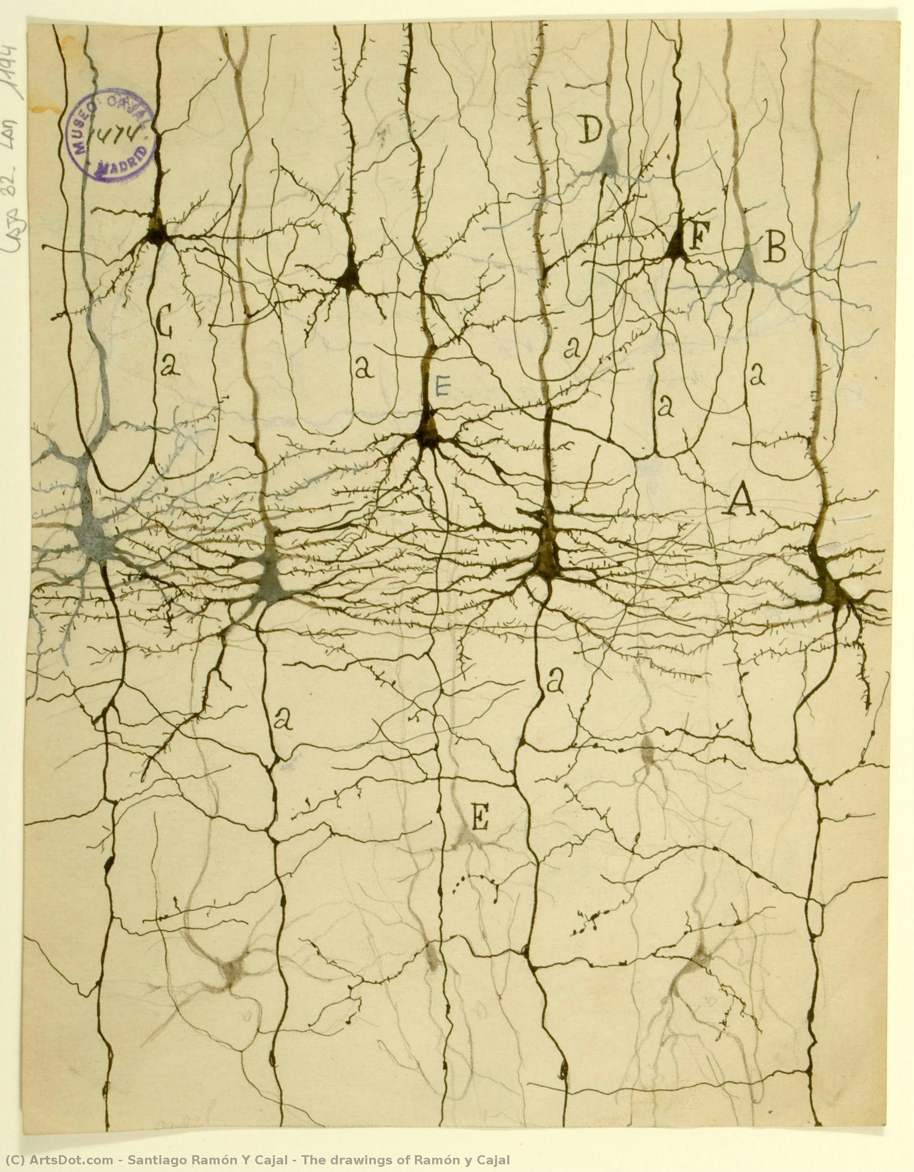 The Drawings Of Ramón Y Cajal — Santiago Ramón Y Cajal