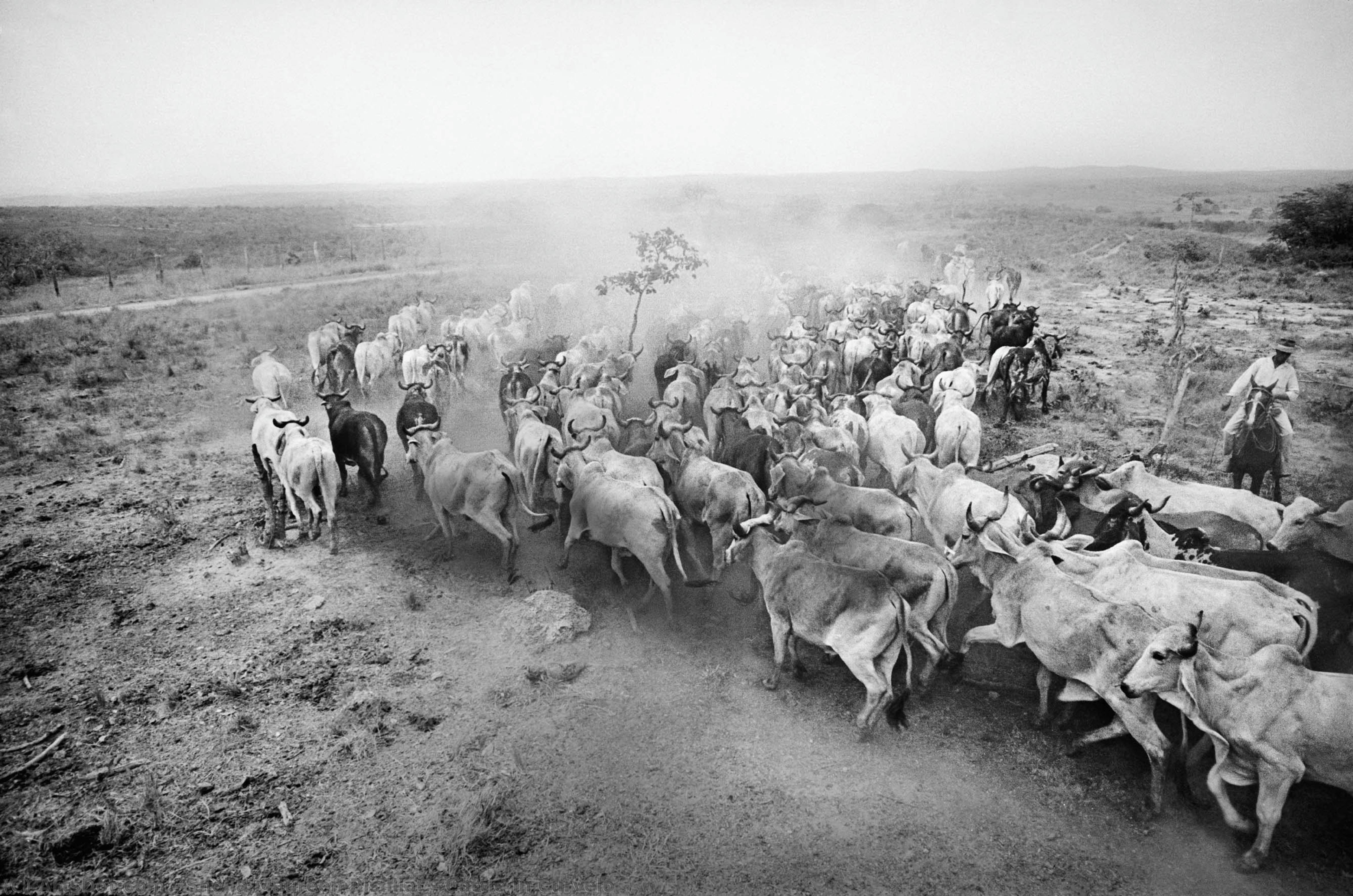 Cattle In Curvelo — Шейла Морин Бисиллиат