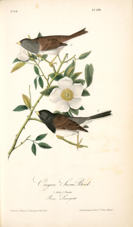 Oregon Snow-bird. 1. Male. 2. Female. (rosa Laevigata) — John James Audubon