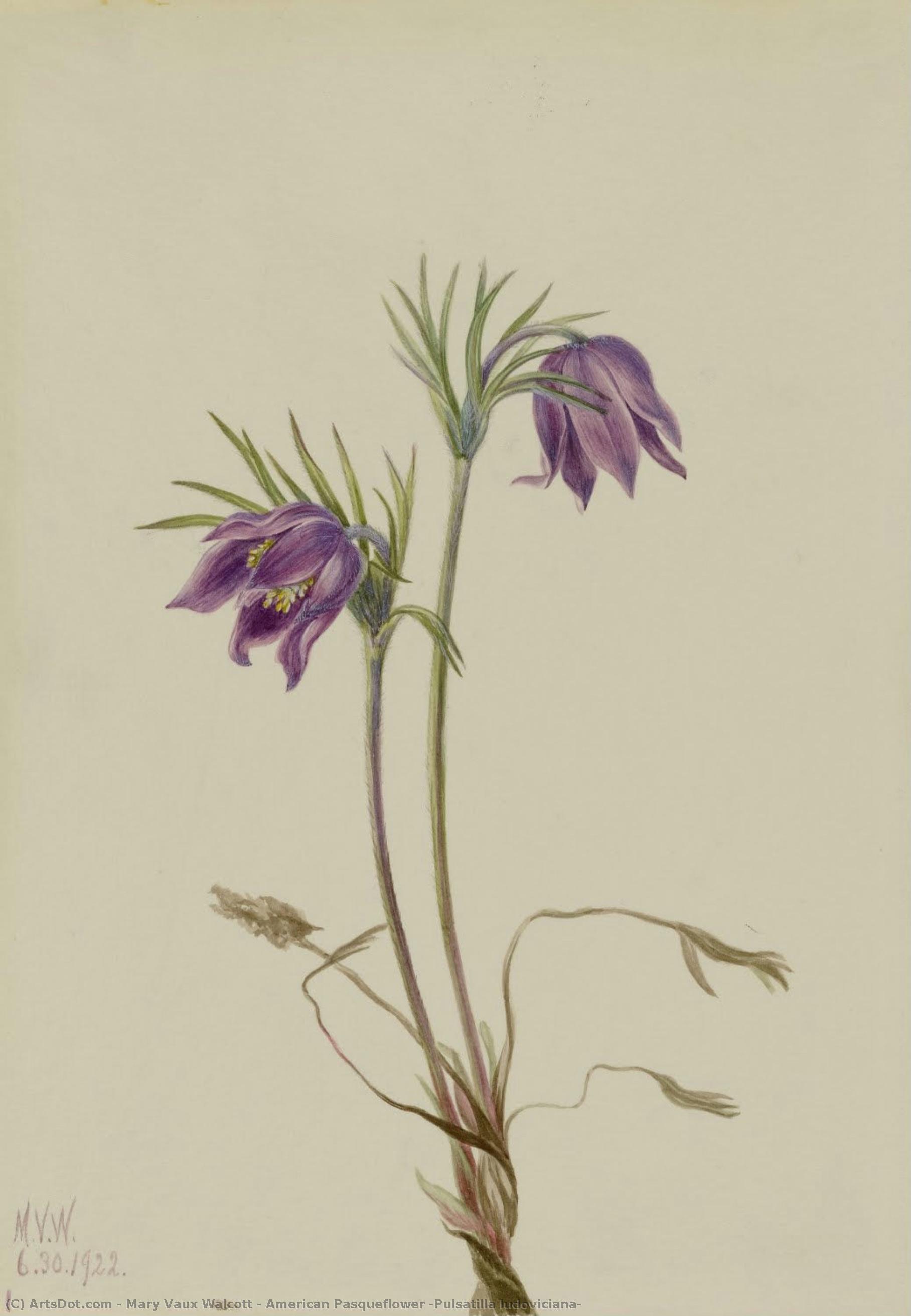 American Pasqueflower (pulsatilla Ludoviciana) — Mary Vaux Walcott