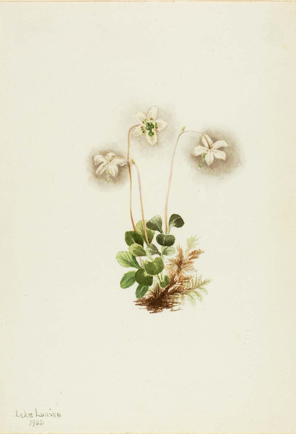Wood Nymph (moneses Uniflora) — Mary Vaux Walcott