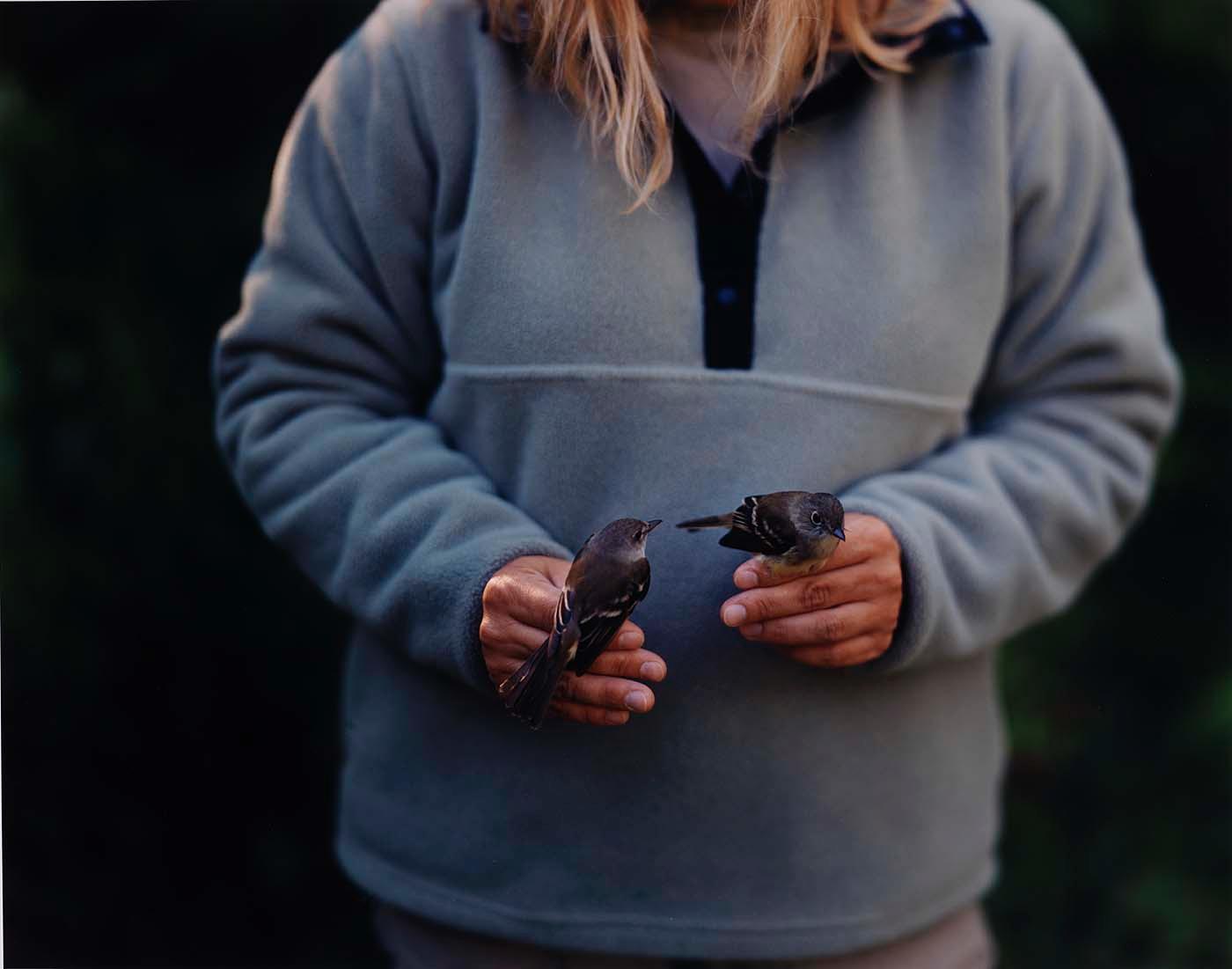 Two Eastern Phoebes — Barbara Bosworth