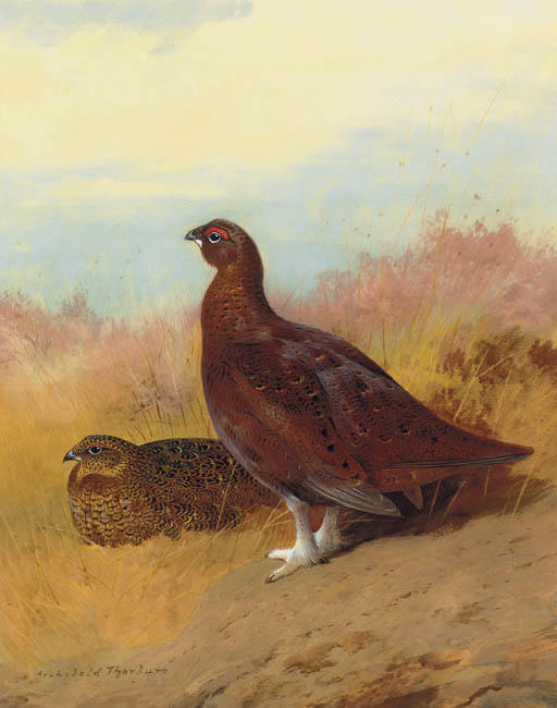 Red Grouse — Archibald Thorburn