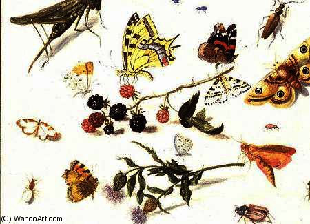 Study Of Insects, Flowers And Fruits — Ferdinand Van Kessel