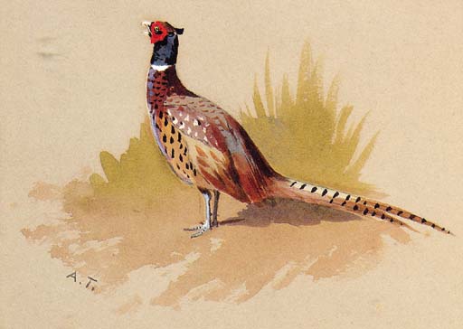 A Cock Pheasant, A Study — Арчибалд Торбурн