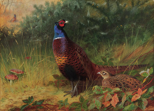 'in The Furze Breake'. A Cock And Hen Pheasant Among Gorse — Archibald Thorburn