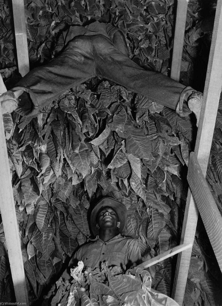 Hanging Bands Of Tobacco In Barn To Dry, Russell Spear's Farm. Near Lexington, Kentucky — Marion Post Wolcott