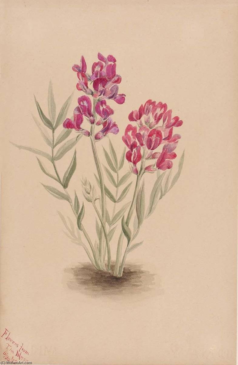Flowers From The Mesa — Mary Morris Vaux Walcott