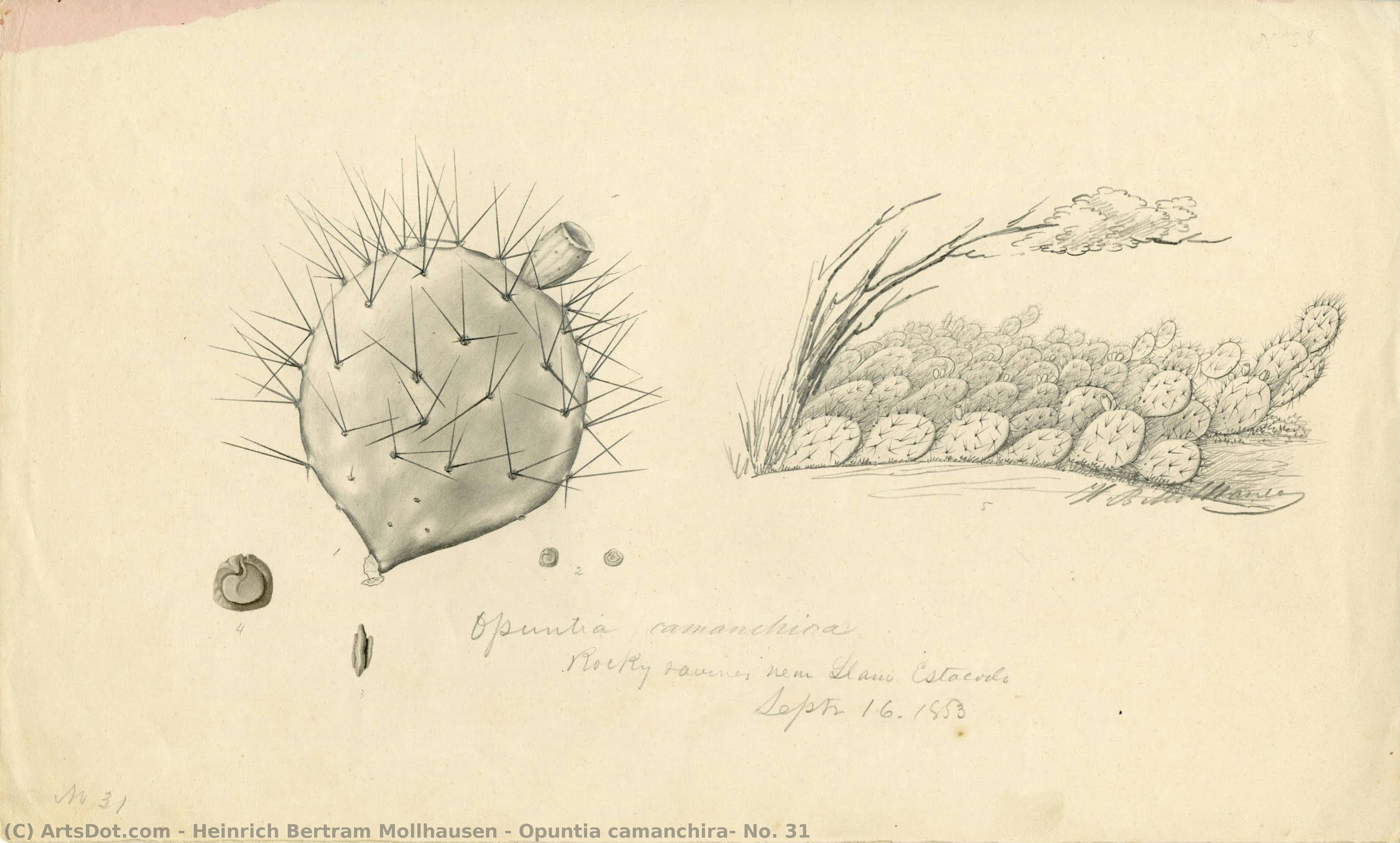 Opuntia Camanchira, No. 31 — Heinrich Bertram Mollhausen