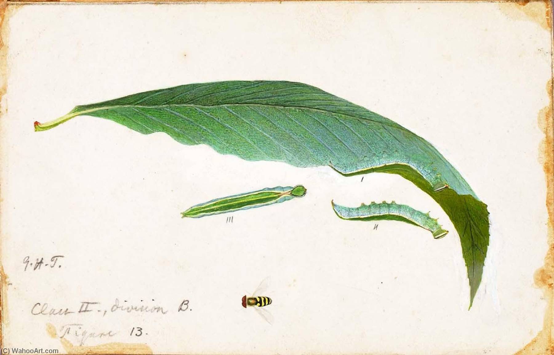 Unspotted Beach Leaf Edge Caterpillar, Study For Book Concealing Coloration In The Animal Kingdom — Emma Beach Thayer