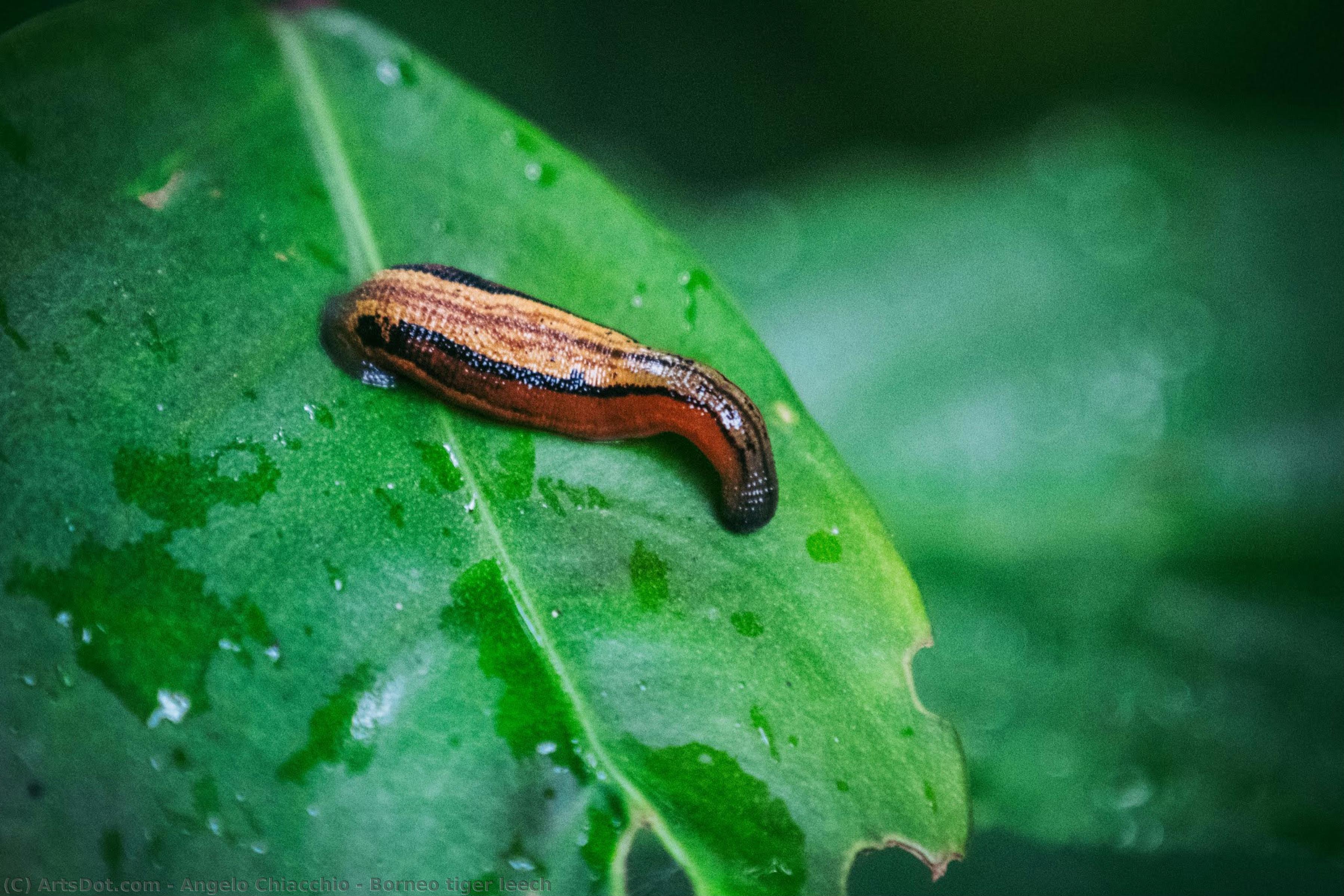 Borneo Tiger Leech — Angelo Chiacchio