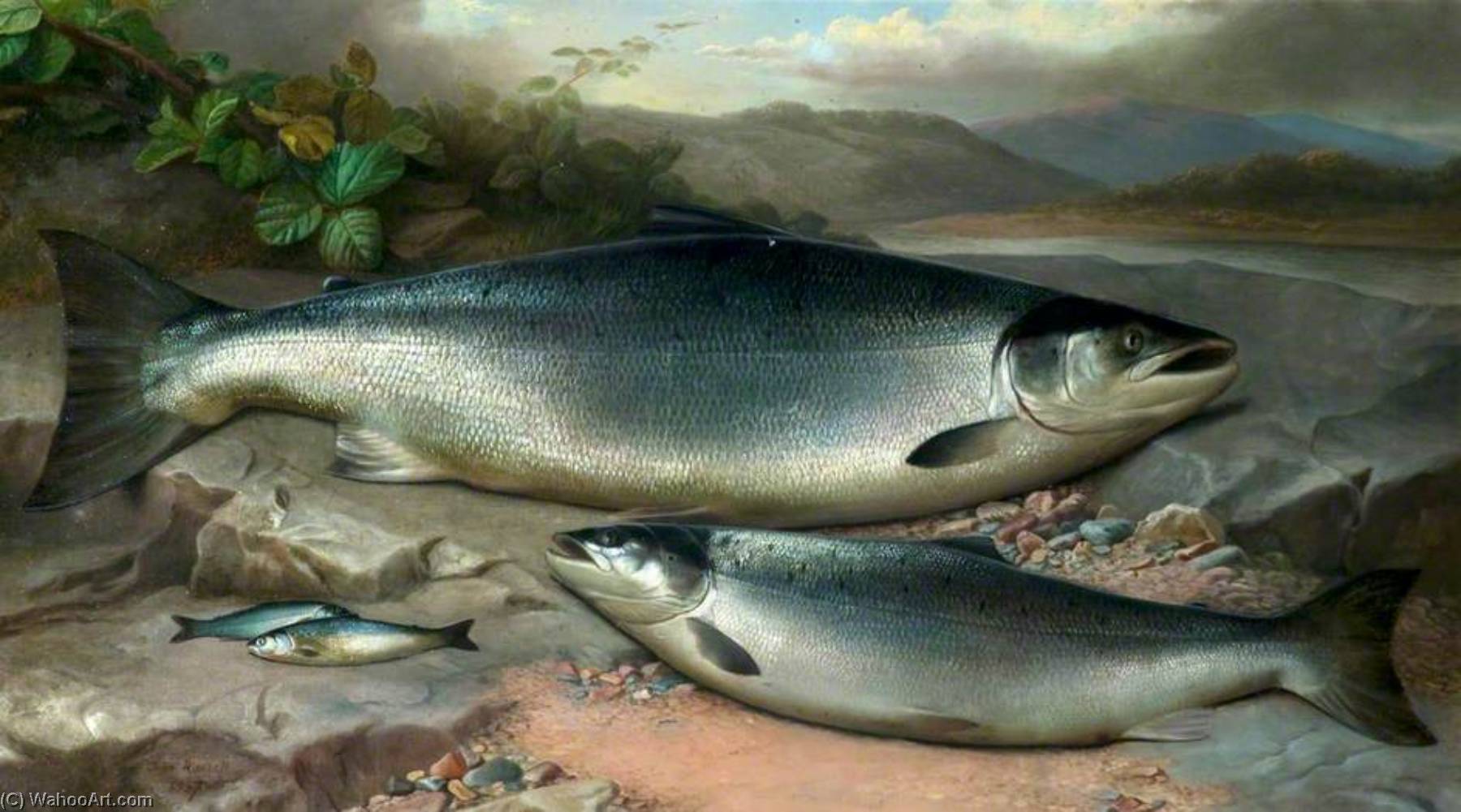 Salmon — John Bucknell Russell